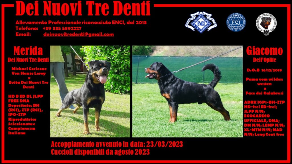Accoppiamento importante, cuccioli in arrivo !