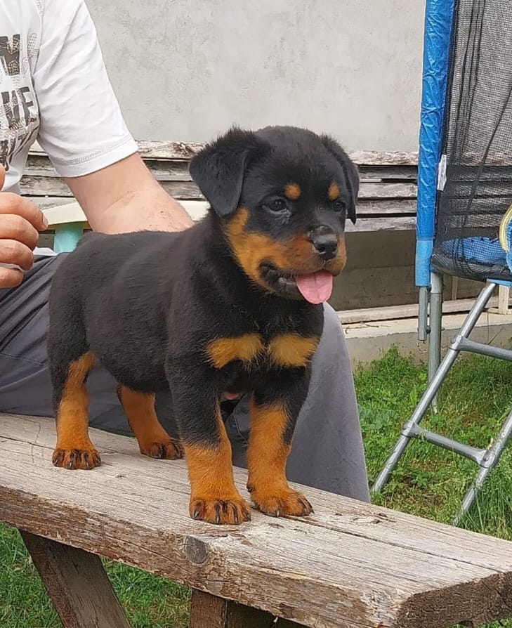 Cuccioli di alta genealogia